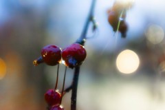 Porchlight - the winter moon