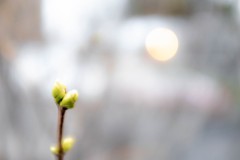 Winter buds in a dream