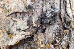 20210702_jpallen_0656