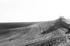 A tree in winter, casting a shadow at the edge of a Palouse field.