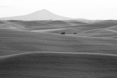 Steptoe butte in the distance over freshly plowed fields in the spring - Black and White