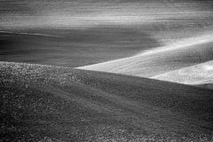 Palouse hills freshly plowed in spring, black and white with evening shadows
