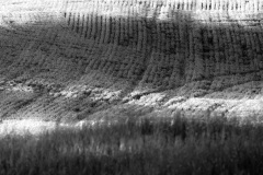 Rolling hills of spring wheat in sun and shadow