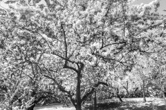Black and white photograph of blooming trees in the University of Idaho Arboretum