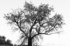 Black and White of a tree with light green leaves (the color of Sage).