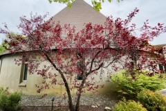 Color photograph of a flowering plum tree in front of a round building in Moscow Idaho.