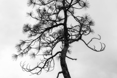 Black and white photograph of a small tree that looks old growing out of rock on top of a hill.