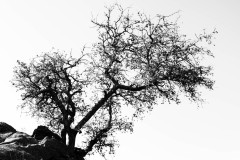 Black and white photograph of a tree growing out and above rocks.