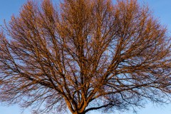 Color photographs of a winter tree red in the morning sun under a clear blue sky.