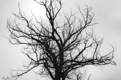 Black and White photograph of a dying tree in winter. Behind it the sun veiled in a bank of fog rolling across the Palouse hills
