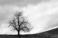 Black and White tree in winter on the Palouse behind a barbed wire fence.