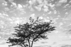 Black and White photograph of a the top of a tree below puffy clouds in the spring in Pullman Washington