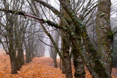 Color photograph of rows of maple trees after the've lost there autumn leaves.