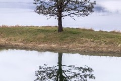 Color photograph of a tree on a strip of land surrounded by water standing above it reflection.