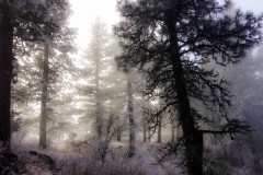 Color photograph of pine trees a the top of Kamiak Butte on a cold covered in frost in the light of the low winter sun.
