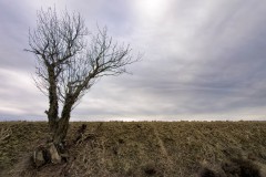 Color photograph of a lone tree leafless with a few trunks cut off, on the side of the road. Bar Road, on the Palouse, WA.