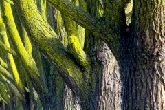 Color photography of a row of trees in the morning sun, their upper branches covered by moss