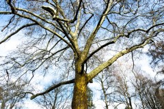 Color photograph of a tall old tree on a street corner in Walla Walla Washington near the Whitman college campus.