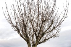 Color photograph of a tree in winter, in the Columbia Gorge in the town of Cascade Locks.