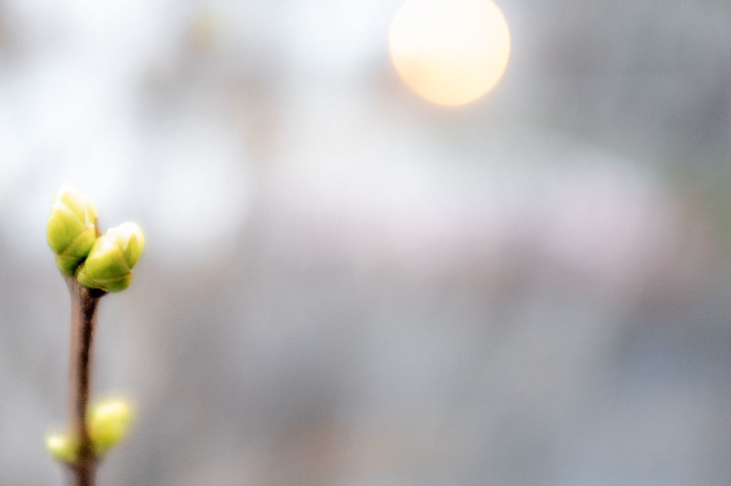 Image - Morning moon sun fading