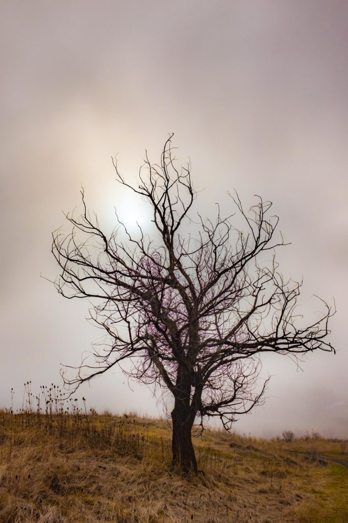 Image - Trees, a cool moist breeze
