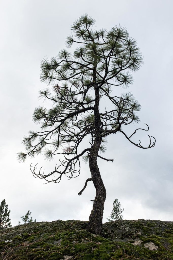 Image - a peaceful challenge