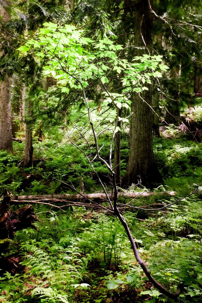 Image - tree in summer