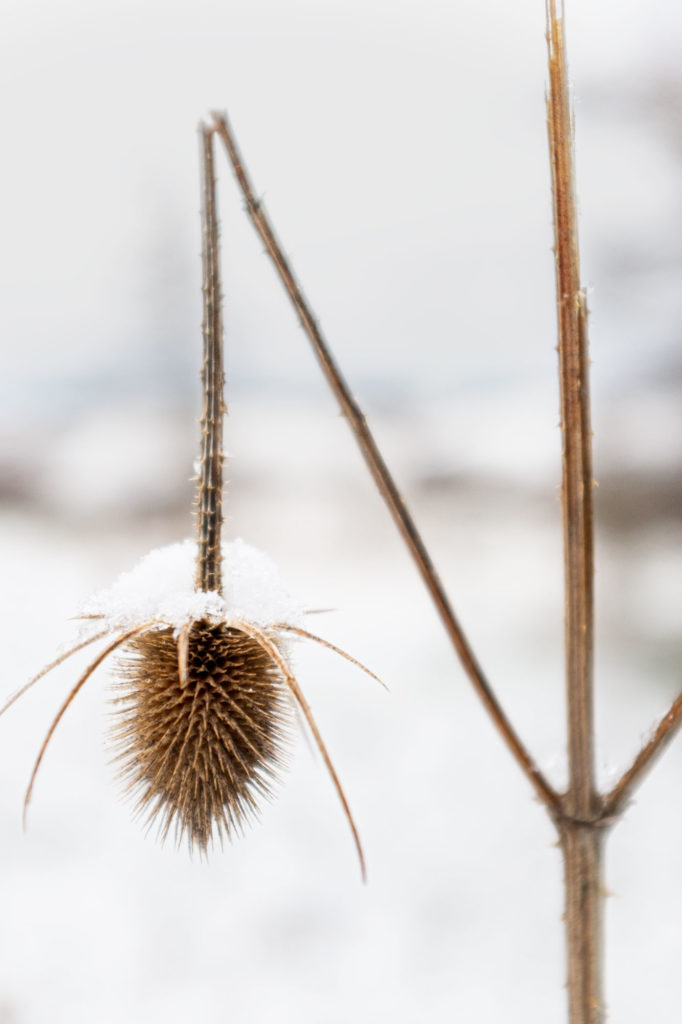 Image-Already Broken