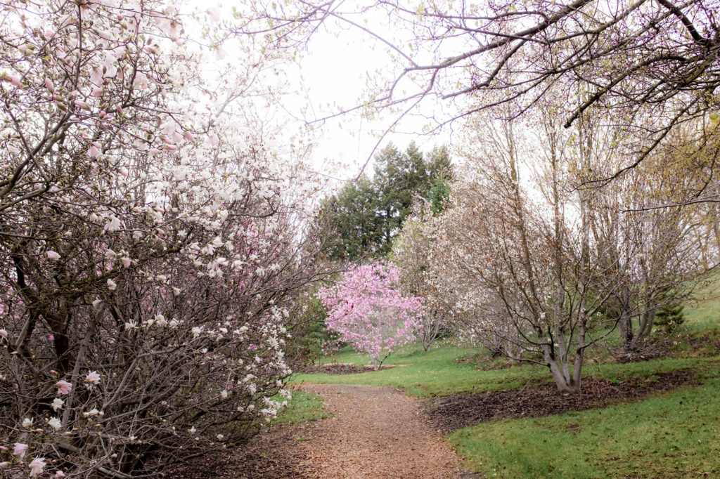 Image-Fragrance rings at dawn