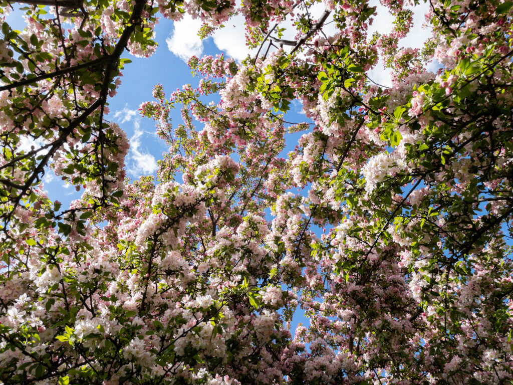 Floribunda Crabapple