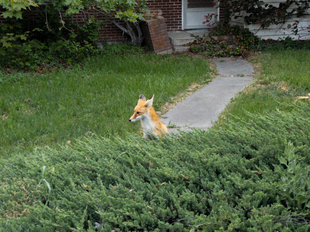 The same fox looking right.