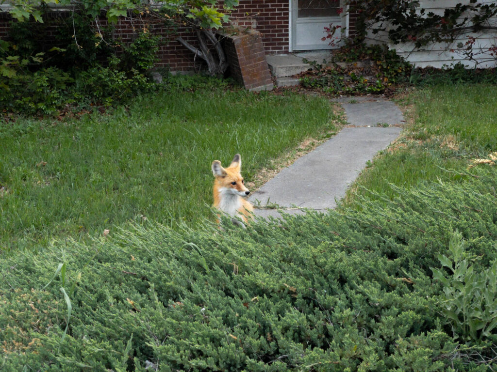 A fox looking to its left.