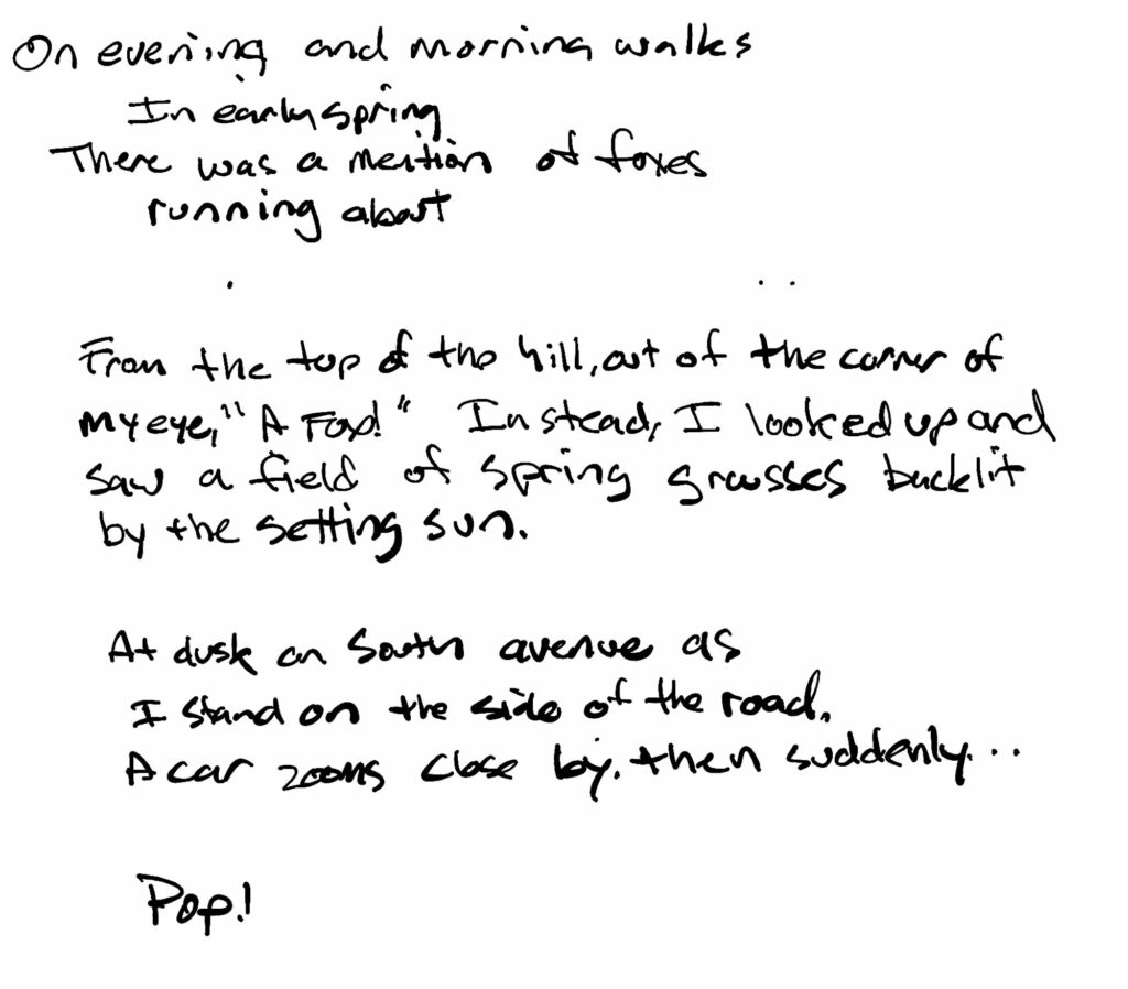 On evening and morning walks in early spring there was a mention of foxes running about. From the top of the hill out of the corner of my eye, “A Fox!”  Instead I looked up and saw a field of spring grasses backlit by the setting sun. At dusk on South avenue as I stand on the road. A car zooms close by: then suddenly… Pop!