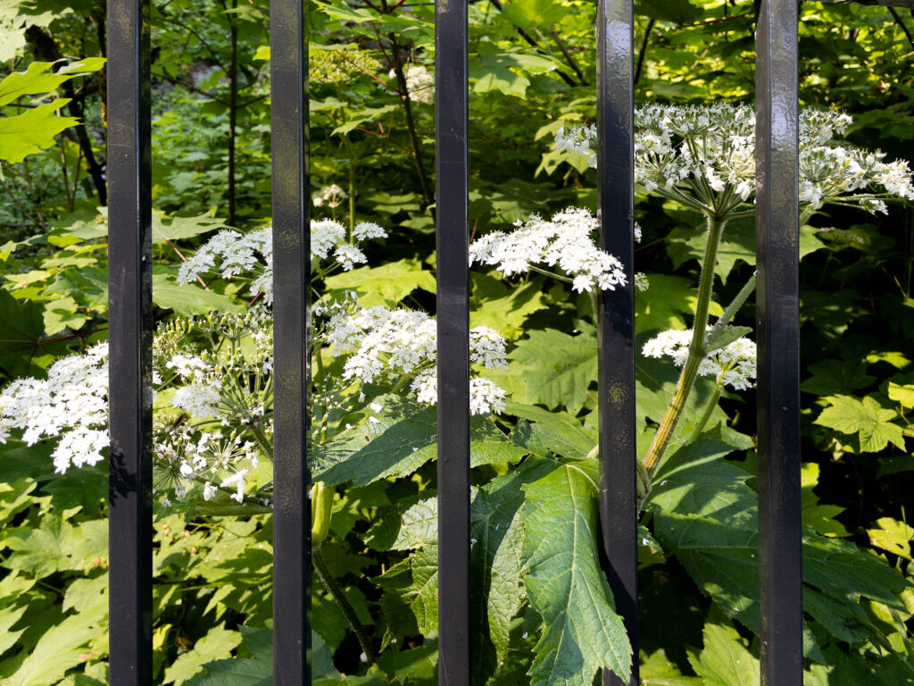 Flowers behind Bars