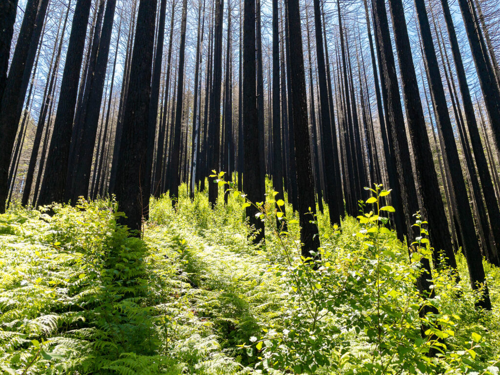 In a mist of blue above green waves of sea-foam charred water falls