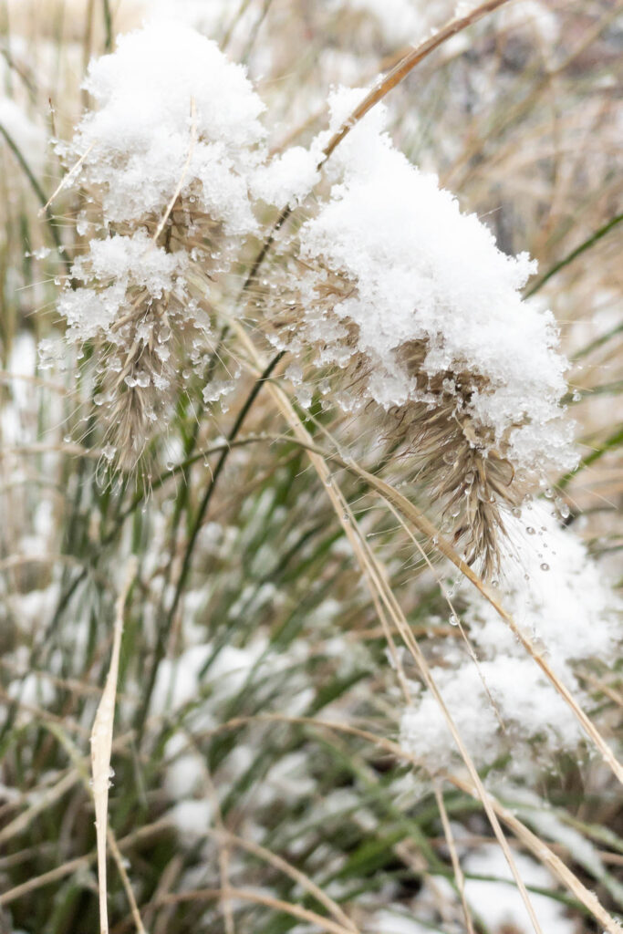 Late November
from her white hat -drip
rolls down the curve of…
-drip