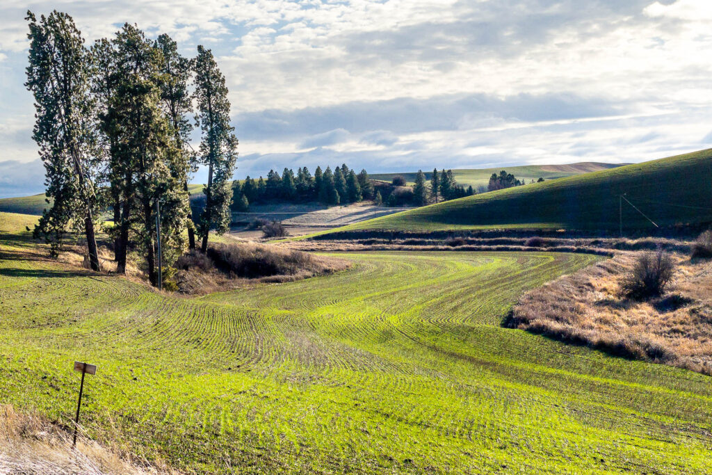 Photography, the Palouse, a low  winter sun, fresh winter wheat
