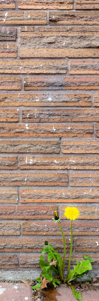 Droplets of moonlight