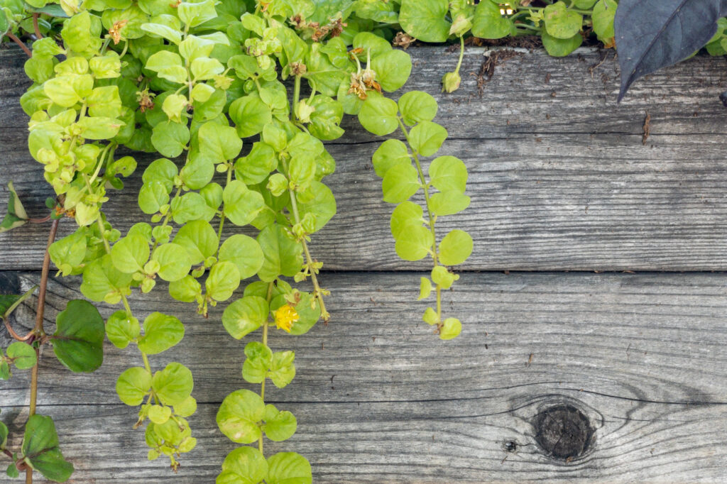 Photograph of planter box made of untreated wood with plants hanging over the side. The plant has a flower bloom and a knot in the wood grain, titled: “unraveled” 