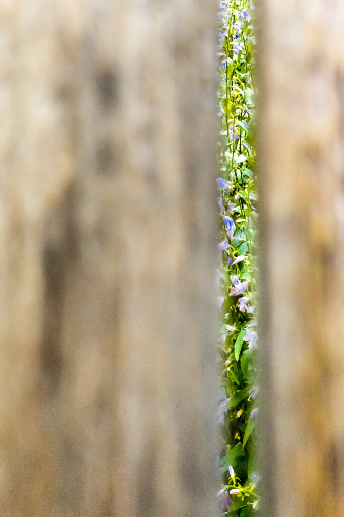 Photograph through the space between fence posts, the afternoon sun on flowers, titled “peaking”