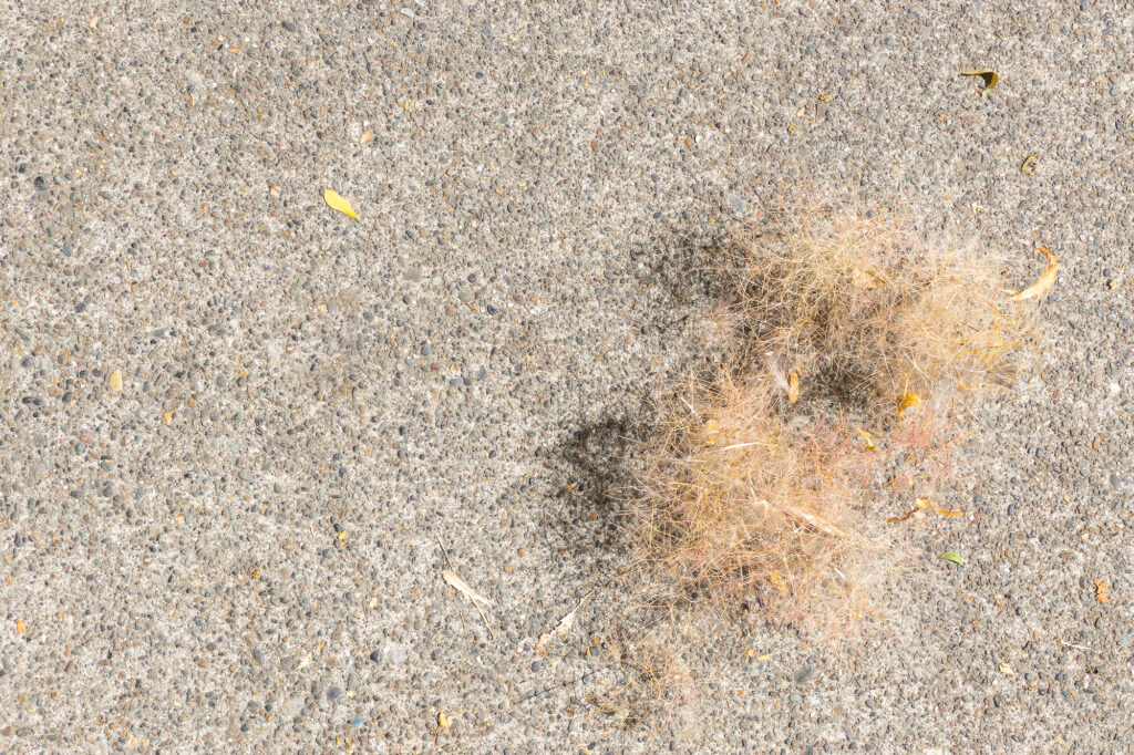 Photograph:
Dry weeds rolling on the sidewalk gathering leaves summer leaves.