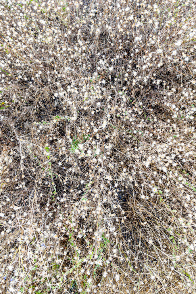 Photograph of dried aster blooms in late summer.