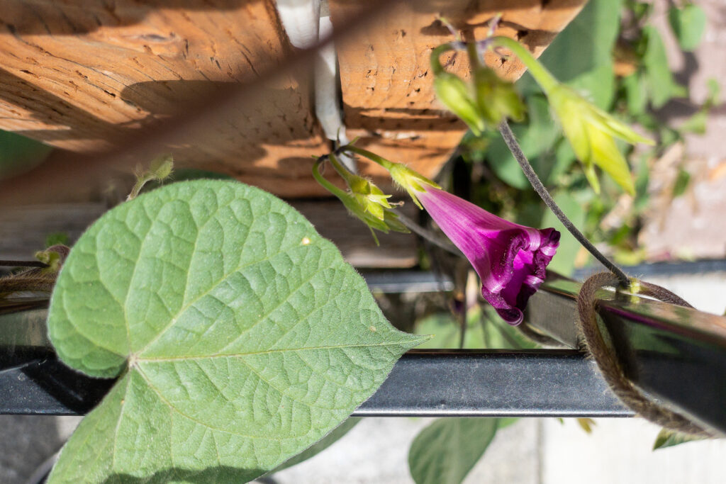 Photograph;
Morning glory along a wrought iron fend and purple bloom closing