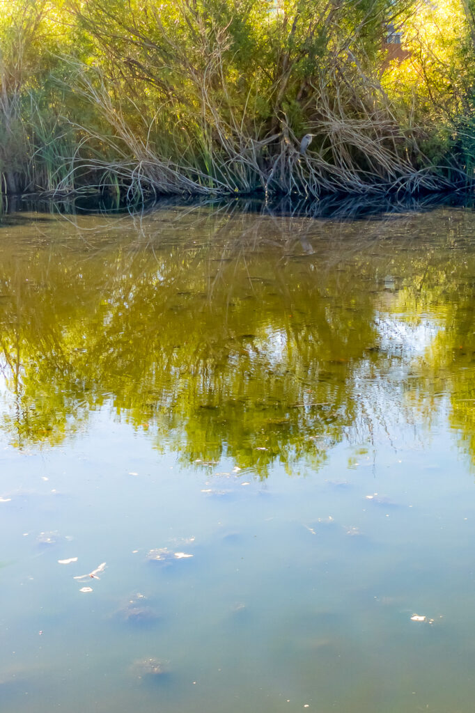 Photograph; great blue heron on a branch over a pond on a summer morning.