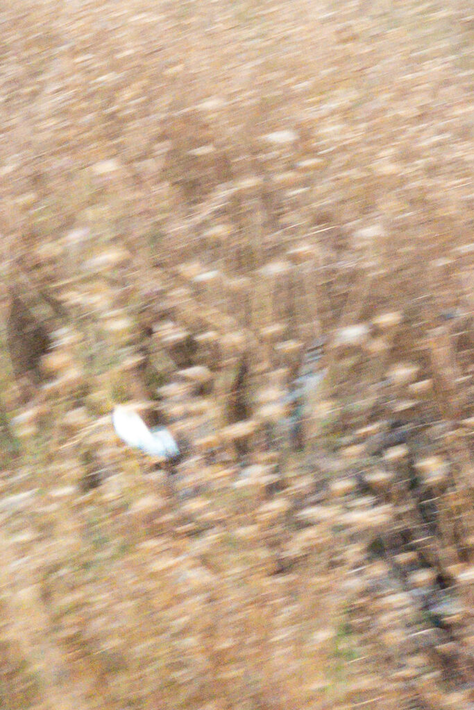 Photograph; blurred image of dry summer aster and a cabbage butterfly.