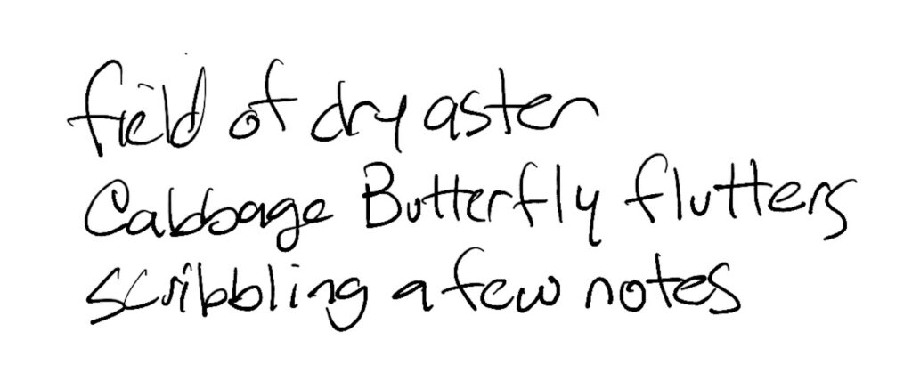 Haiku; field of dry aster / Cabbage Butterfly flutters / scribbling a few notes