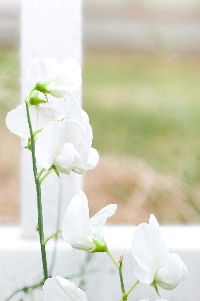 Photograph; Sweet peas bloom along a white picket fence.
