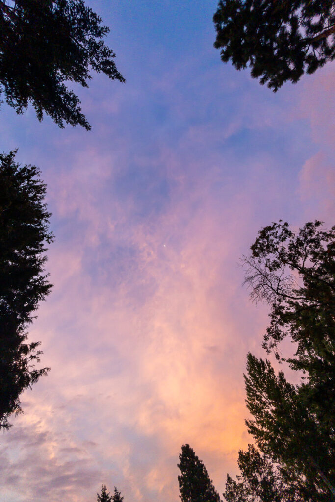 Photograph; Tips of trees below sunlit morning clouds and in the middle, a waning moon.