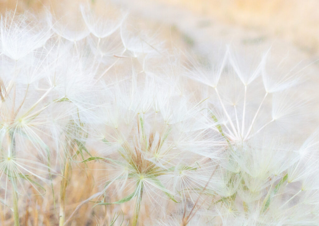 Photograph;  Salsify seeds blooms in late summer.
