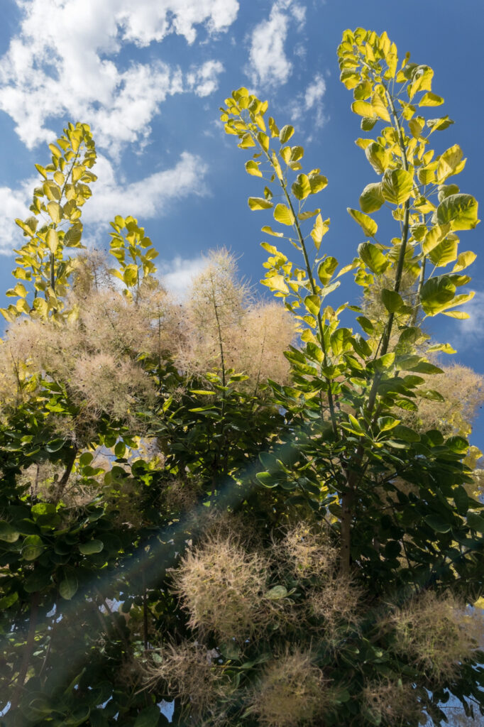 Photograph; branches with light green leaves poke up from a smoke tree in the afternoon sun.